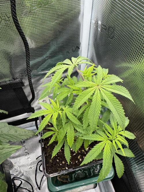 6th grow royal skywalker by RQS. Week 4