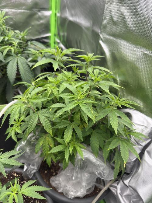 4th grow.Shining Silver Haze RQS. Week 12