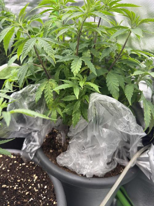 4th grow.Shining Silver Haze RQS. Week 12