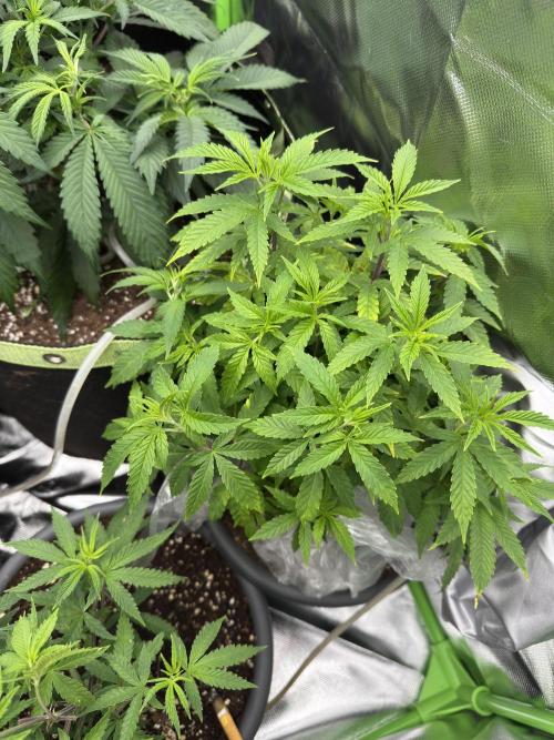 4th grow.Shining Silver Haze RQS. Week 12