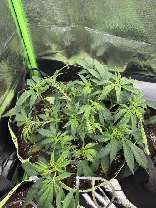 8th grow White widow by RQS big tent. Week 5