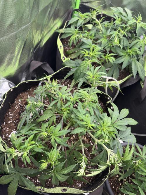 8th grow White widow by RQS big tent. Week 5