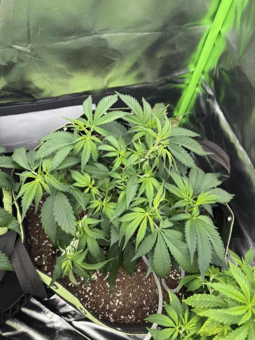 8th grow White widow by RQS big tent. Week 5