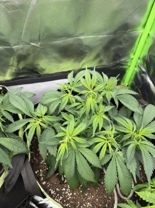 8th grow White widow by RQS big tent. Week 5