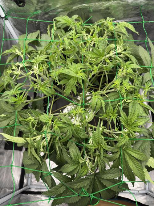 7th grow 1st HYDRO! Blue gelato by RQS. Week 5