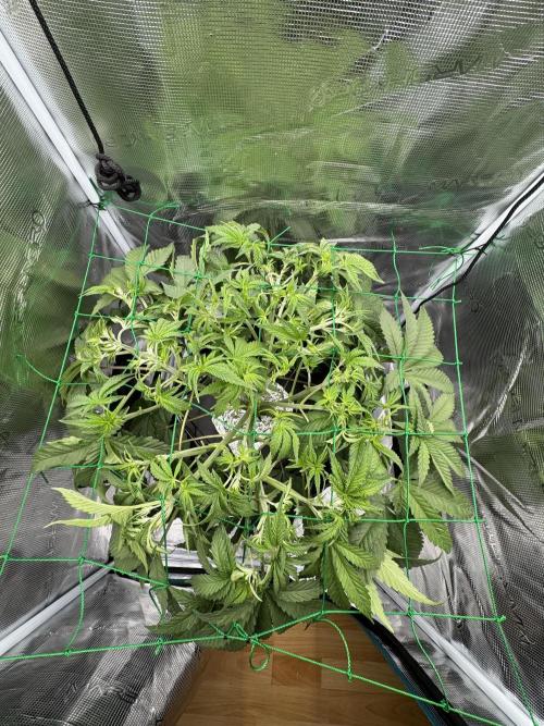 7th grow 1st HYDRO! Blue gelato by RQS. Week 5