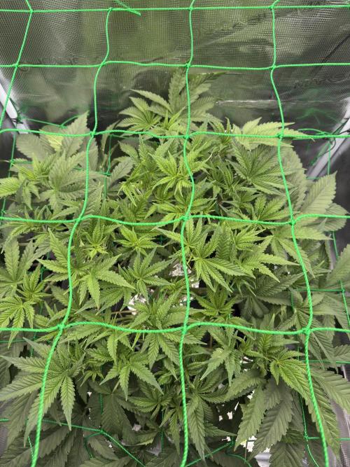 7th grow 1st HYDRO! Blue gelato by RQS. Week 5