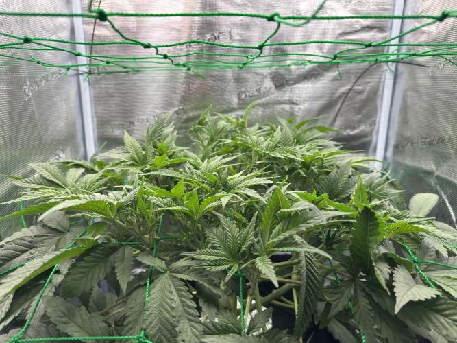 7th grow 1st HYDRO! Blue gelato by RQS. Week 5