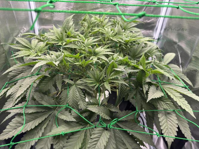 7th grow 1st HYDRO! Blue gelato by RQS. Week 5