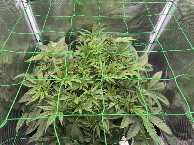 7th grow 1st HYDRO! Blue gelato by RQS. Week 5