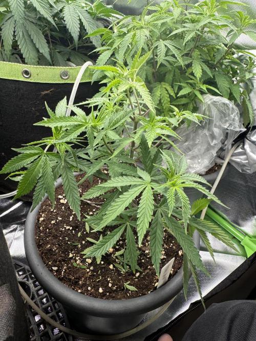 6th grow royal skywalker by RQS. Week 5