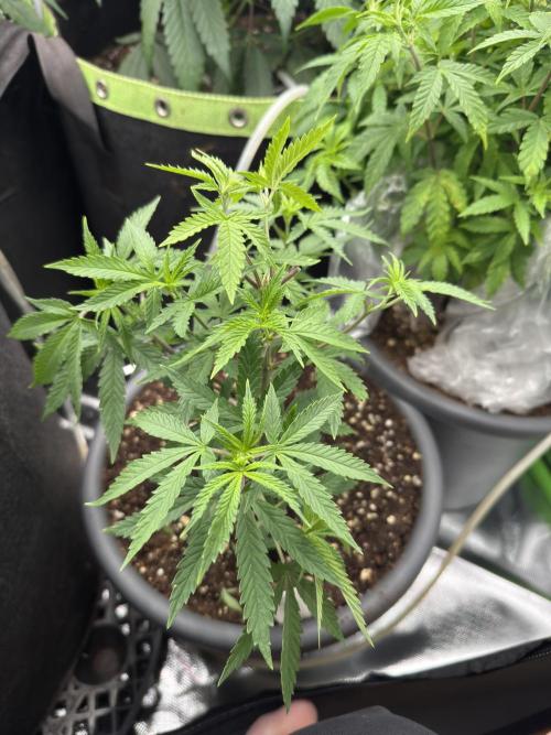 6th grow royal skywalker by RQS. Week 5