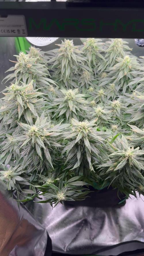 RQS White Widow 3Rd grow (low Budget)