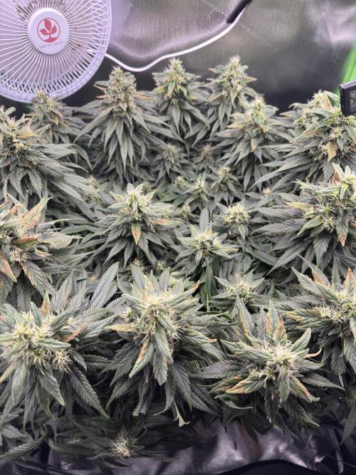 RQS White Widow 3Rd grow (low Budget). Week 18