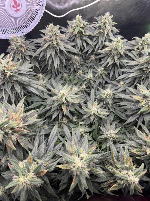 RQS White Widow 3Rd grow (low Budget). Week 18