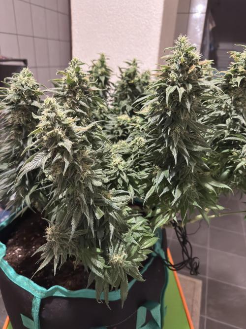 RQS White Widow 3Rd grow (low Budget). Week 18