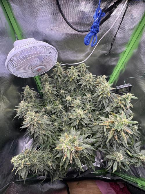 RQS White Widow 3Rd grow (low Budget). Week 18