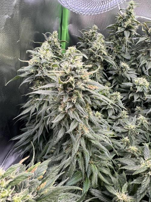 RQS White Widow 3Rd grow (low Budget). Week 18