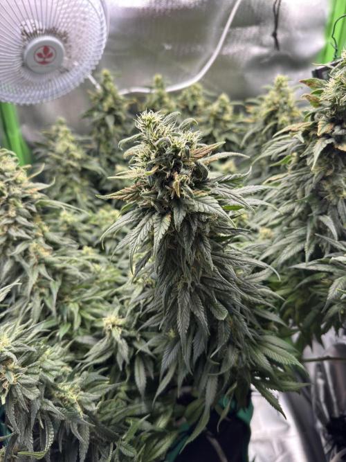 RQS White Widow 3Rd grow (low Budget). Week 18