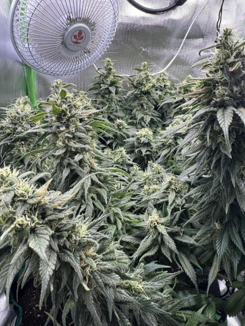 RQS White Widow 3Rd grow (low Budget). Week 18