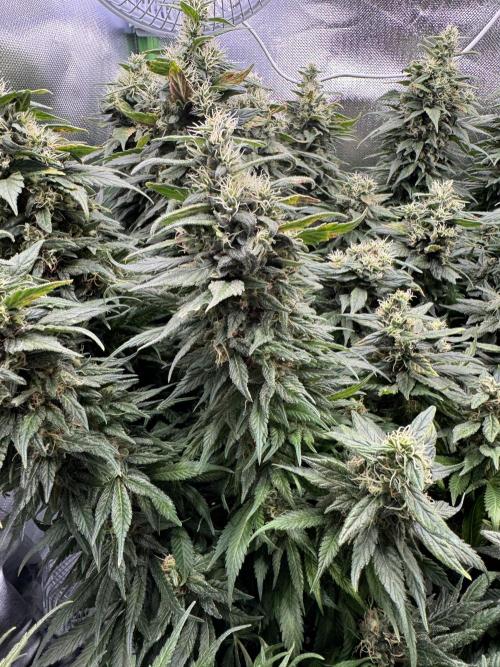 RQS White Widow 3Rd grow (low Budget). Week 19