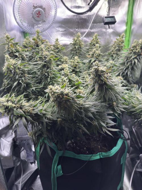 RQS White Widow 3Rd grow (low Budget). Week 19
