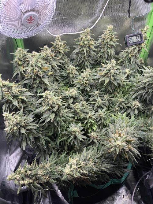 RQS White Widow 3Rd grow (low Budget). Week 19
