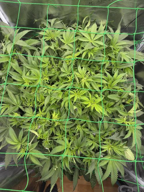 7th grow 1st HYDRO! Blue gelato by RQS. Week 6