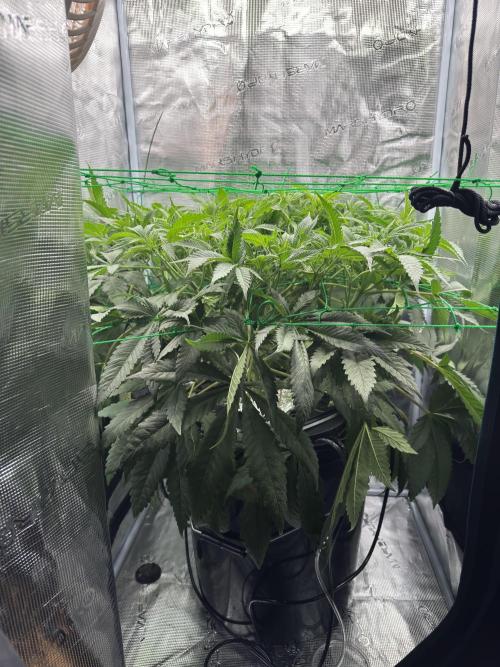 7th grow 1st HYDRO! Blue gelato by RQS. Week 6