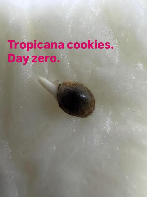 Grow no.9 tropicana cookies hydro. Week 0