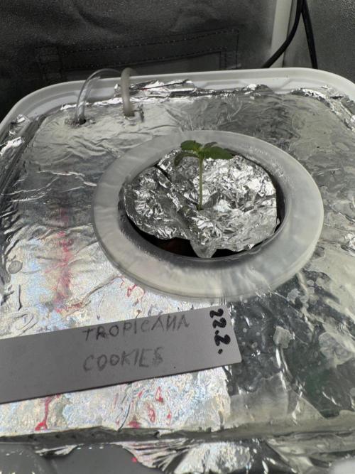 Grow no.9 tropicana cookies hydro. Week 0