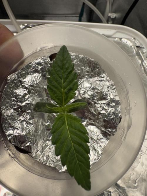 Grow no.9 tropicana cookies hydro. Week 0