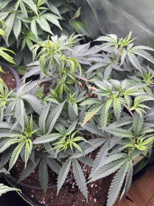 6th grow royal skywalker by RQS. Week 6
