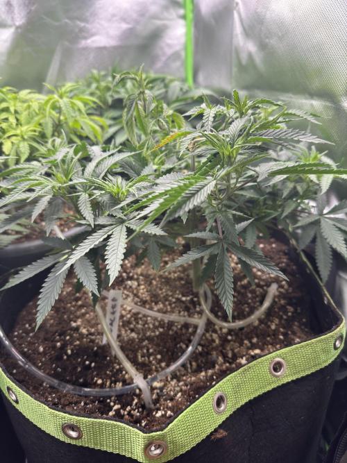 6th grow royal skywalker by RQS. Week 6