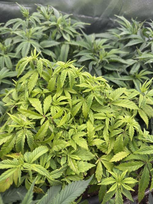 4th grow.Shining Silver Haze RQS. Week 13