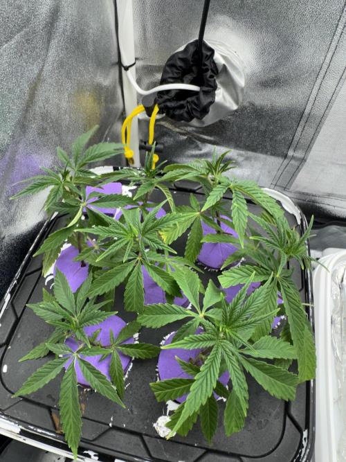 4th grow.Shining Silver Haze RQS. Week 13