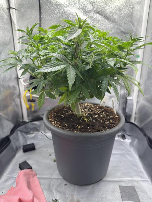 4th grow.Shining Silver Haze RQS. Week 14