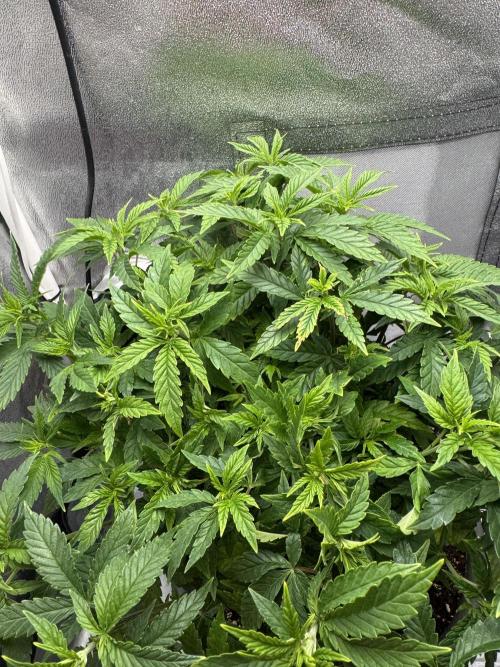 4th grow.Shining Silver Haze RQS. Week 14