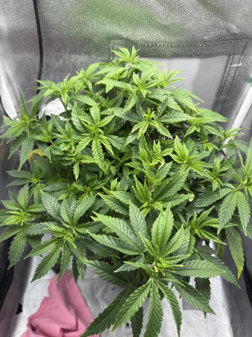 4th grow.Shining Silver Haze RQS. Week 14