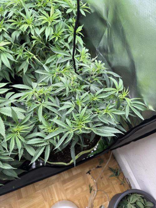 6th grow royal skywalker by RQS. Week 7