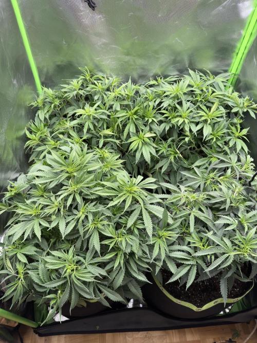 6th grow royal skywalker by RQS. Week 7