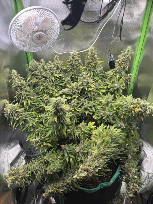 RQS White Widow 3Rd grow (low Budget). Week 20