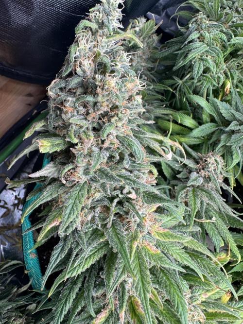 RQS White Widow 3Rd grow (low Budget). Week 20