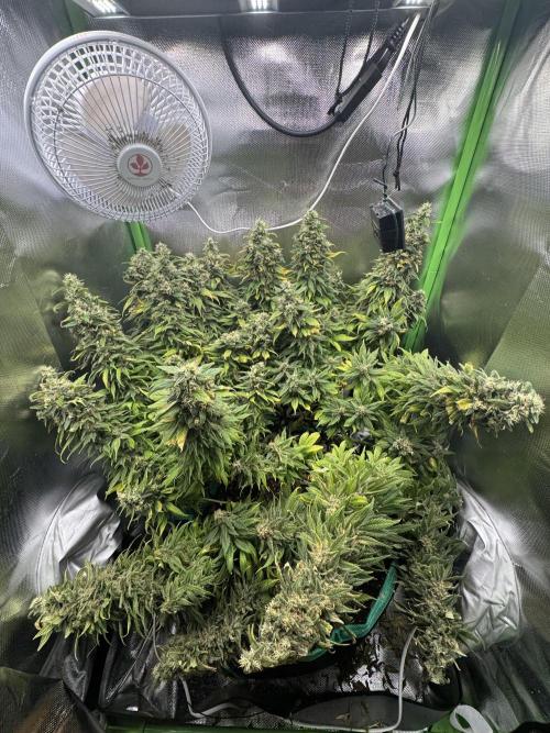 RQS White Widow 3Rd grow (low Budget). Week 20