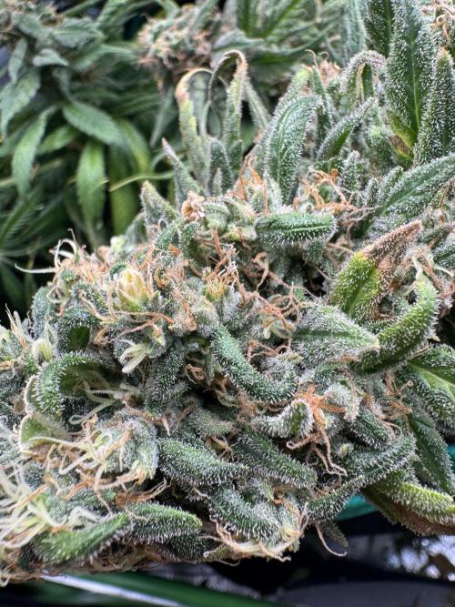 RQS White Widow 3Rd grow (low Budget). Week 20