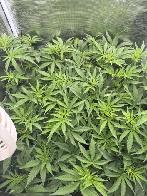 7th grow 1st HYDRO! Blue gelato by RQS. Week 7