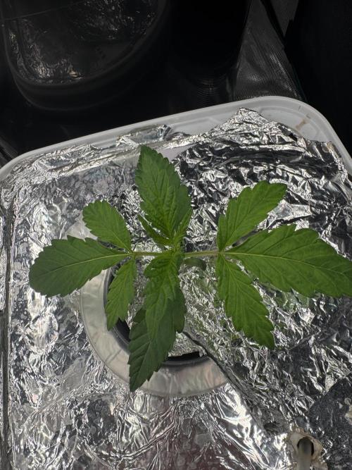 Grow no.9 tropicana cookies hydro. Week 1