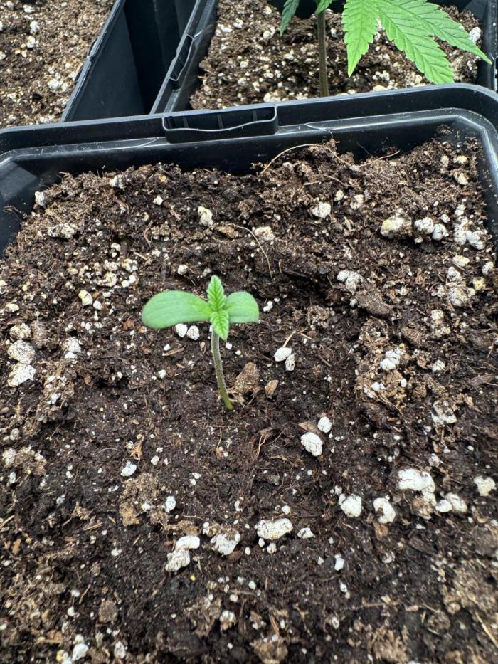 Skittlez Mother plant grow #11. Week 0