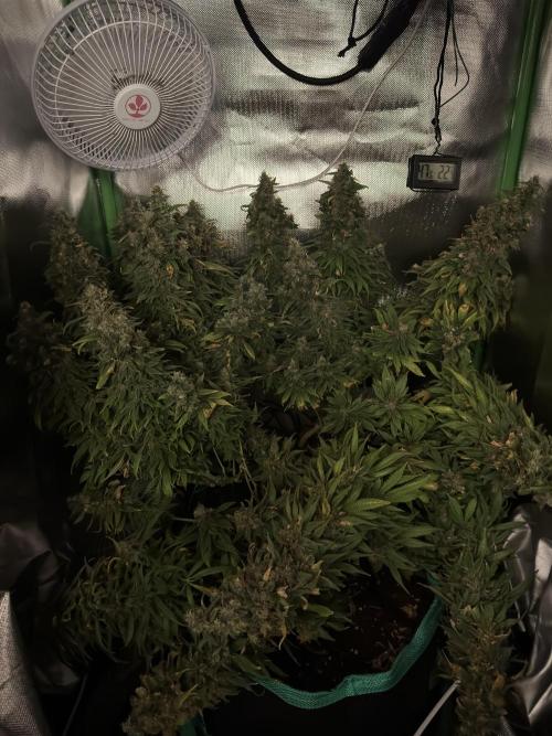 RQS White Widow 3Rd grow (low Budget). Week 21