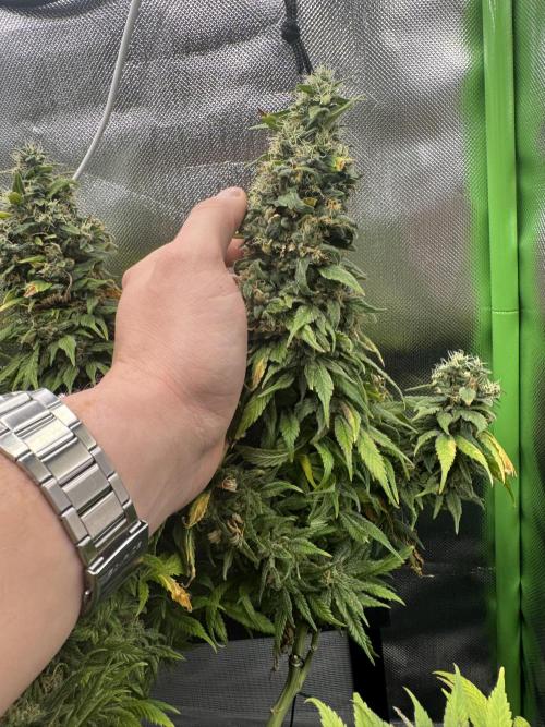 RQS White Widow 3Rd grow (low Budget). Week 21